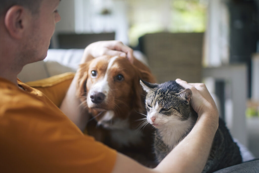 house cleaning tips for pet owners